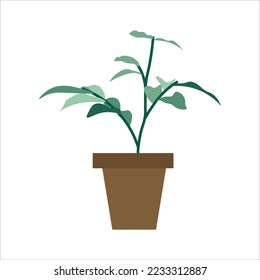 Home Plant With Leaves and A Stem