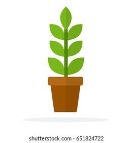 Home plant with leaves and a stem in a pot vector flat material design isolated on white