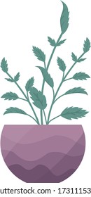 Home plant mint in pot