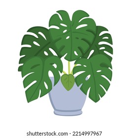 Home Plant Monstera Illustration Vector Clipart