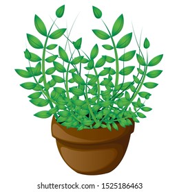 Home plant on a white background in a pot. Cartoon vector illustration.EPS10