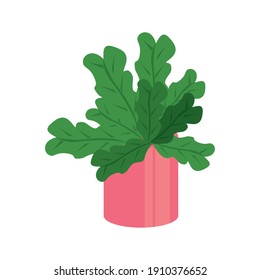 home plant in pink ceramic pot decor vector illustration design