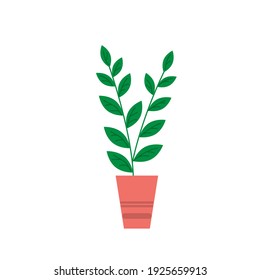 Home plant in a pot.