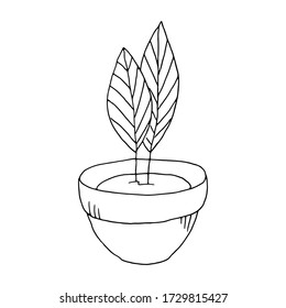 Home plant in a pot. Contour drawing of a houseplant by hand. Vector black and white image isolated on a white background.