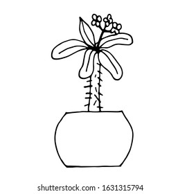 Home plant in a pot. Euphorbia. Vector contour image. Element for design, poster. Coloring.