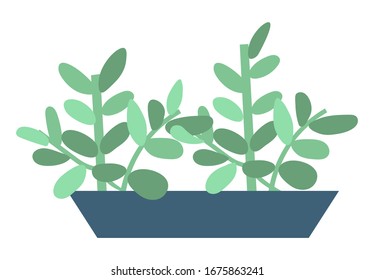 Home plant in pot isolated house interior decorative object. Vector evergreen tree in flowerpot, cartoon style palm growing in bucket, domestic exotic flower