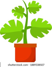 Home plant in pot. Large green leaves.Element of decoration and gardening. Cartoon flat illustration. Hobbies and flora