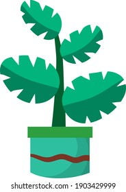 Home plant in pot. Large green leaves.Element of decoration and gardening. Hobbies and flora. Cartoon flat illustration.