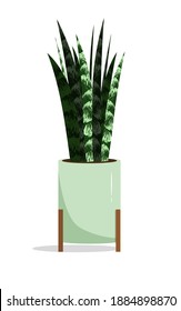 Home plant in a pot on a white background. Sansevieria. Vector