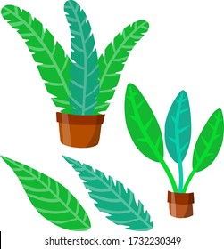 Home plant in pot. Set of Large green leaves.Element of decoration and gardening. Cartoon exotic flat illustration. Hobbies and flora