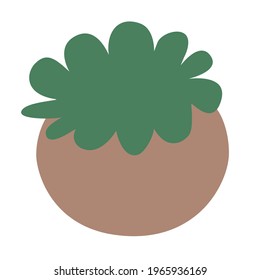 Home plant in the pot. Vector hand drawn illustration in doodle and flat style. Succulent.