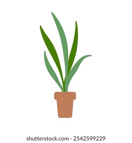 Home plant in a pot. Vector simple color flat illustration. 