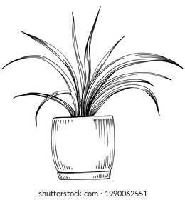 Home Plant in pots sketch. Outline drawing isolated  illustration of growing flowers in a hanging plant for interior home or office decoration. Vector of garden flowers.