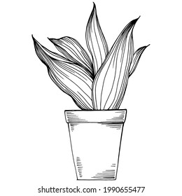 Home Plant in pots sketch. Outline drawing isolated  illustration of growing flowers in a hanging plant for interior home or office decoration. Vector of garden flowers.
