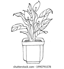 Home Plant in pots sketch. Outline drawing isolated  illustration of growing flowers in a hanging plant for interior home or office decoration. Vector of garden flowers.