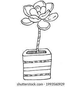 Home Plant in pots sketch. Outline drawing isolated  illustration of growing flowers in a hanging plant for interior home or office decoration. Vector of garden flowers.