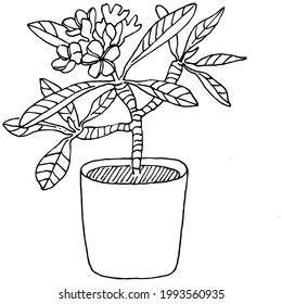 Home Plant in pots sketch. Outline drawing isolated  illustration of growing flowers in a hanging plant for interior home or office decoration. Vector of garden flowers.