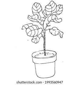 Home Plant in pots sketch. Outline drawing isolated  illustration of growing flowers in a hanging plant for interior home or office decoration. Vector of garden flowers.