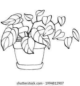 Home Plant in pots sketch. Outline drawing isolated  illustration of growing flowers in a hanging plant for interior home or office decoration. Vector of garden flowers.