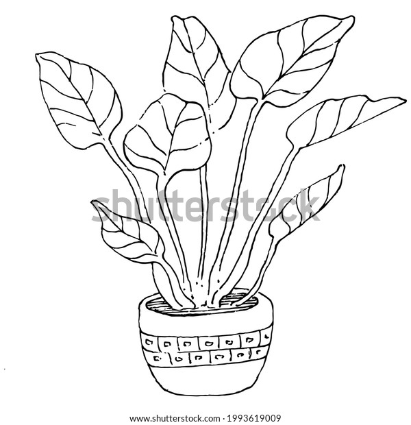 Home Plant Pots Sketch Outline Drawing Stock Vector (royalty Free 