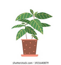 Home plant Sanchezia in flat style. Modern elegant home decor. Vector illustration isolated on white background