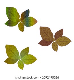 home plant seasons set vector drawing illustration