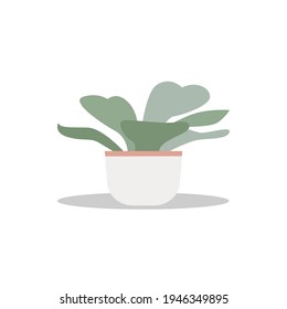 Home plant Vector illustration in flat design Lush foliage in trendy flowerpot isolated on white background