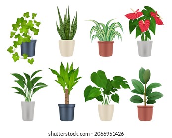 Home plants. Botanical collection interior decoration garden flowers with beautiful leaves decent vector realistic plants in pots