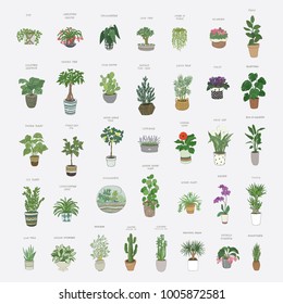 Spider Plant Images, Stock Photos & Vectors | Shutterstock