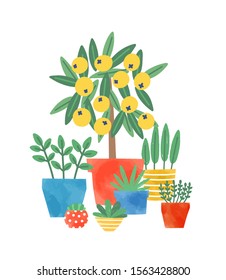 Home plants in ceramic pots flat vector illustration. Lemon tree and succulents. Domestic decorative greenery. Flower growing, plants care. Multicolored flowerpots isolated on white background.