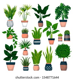 Home plants in decorative pots, isolated on white background. Vector flat cartoon illustration of green potted houseplants. House room decoration design elements.