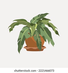 Home plants in a flower pot. House Plants isolated. Urban jungle decor. Hand drawn. Plant illustration. Green Elements