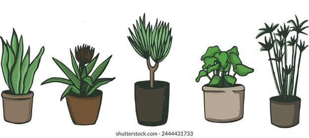 Home plants in flowerpot. Houseplants isolated hugge style, urban jungle decor