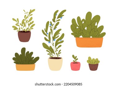 Home plants growing in pots, planters, flowerpots set. Abstract indoor interior houseplants with leaf, blooming flowers, fruits. Green decor. Flat vector illustrations isolated on white background