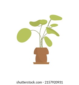 Home plants. Isolated. Flat style. Vector illustration