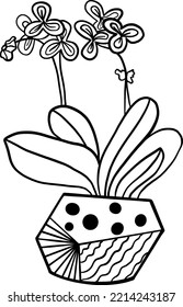 Home plants in pots. Herbal flowers in vase.