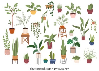 Home plants in pots isolated scenes set. Different houseplants flowerpots. Green garden for decoration. Bundle of modern scandinavian interiors. Vector illustration in flat cartoon design elements