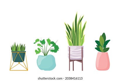 Home plants in pots on a stand. Succulents, sansevieria, ficus. Interior decor, floristry. Vector illustration.