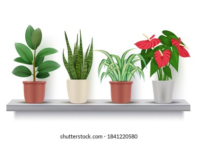 Home plants. Realistic flowers with leaves in pots decorative vase vector illustrations