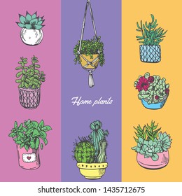 Home plants set. Beautiful hand drawn sketch style illustrations.