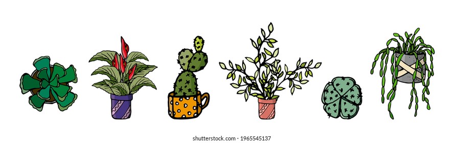 Home plants. Set with indoor plants Cactus, succulent and exotic flowers. and others in doodle and cartoon style. Home design. Vector hand drawing.