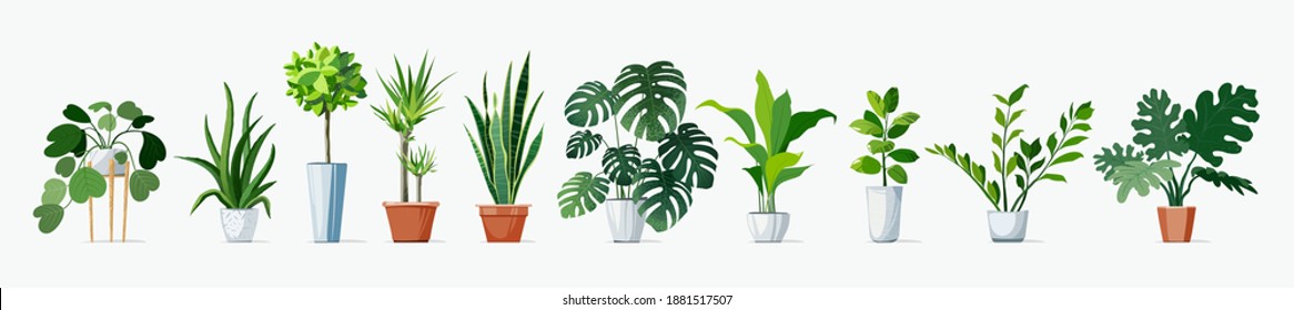 Home Plants set, in pots. Exotic Monstera and other decoration green planting