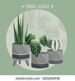 Home plants in stylish pots