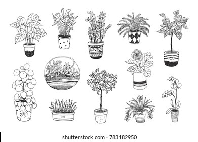 home plants vector cartoon hand drawn illustrations set