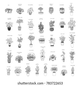 home plants vector cartoon hand drawn illustrations set