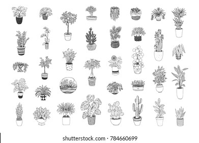 home plants vector cartoon hand drawn illustrations set