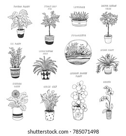 home plants vector cartoon hand drawn illustrations set