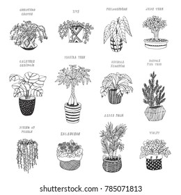 home plants vector cartoon hand drawn illustrations set