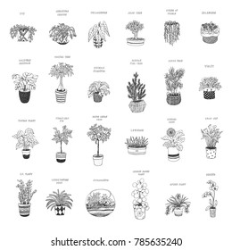 home plants vector cartoon hand drawn illustrations set