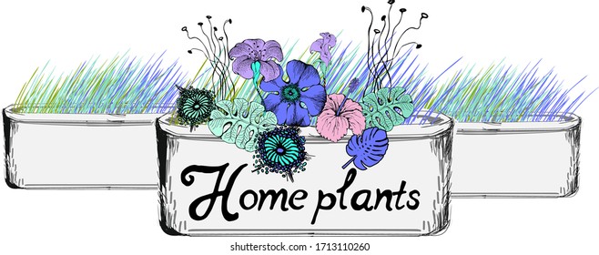 Home plants. Vector illustration. Good design for Cs, T-shirt, greetings, cards and the like.